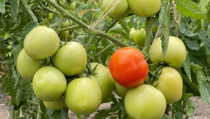 Stonka ziemniaczana żeruje nie tylko na ziemniakach. To również groźny szkodnik pomidorów.