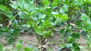 Nawożenie selera jest bardzo istotnym elementem jego uprawy.