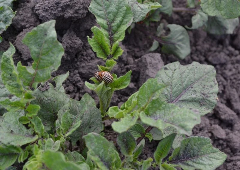 Jeśli zadbasz o rośliny odpowiednio wcześnie, możesz je ocalić od stonki zieminiaczanej.