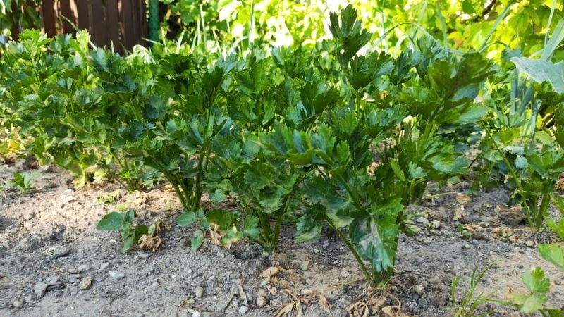 Na przełomie lipca i sierpnia, gdy części zielone selera są już dobrze rozwinięte, powinniśmy zmniejszyć ilość dostarczanego uprawom azotu.