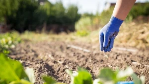 Stosowanie zielonych nawozów to podstawa ekologicznego ogrodnictwa. Co wysiać po lipcowych zbiorach warzyw?