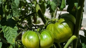 Nawóz z sosnowych szyszek wpływa na większy wzrost i odporność roślin. Można go stosować m.in. do pomidorów.