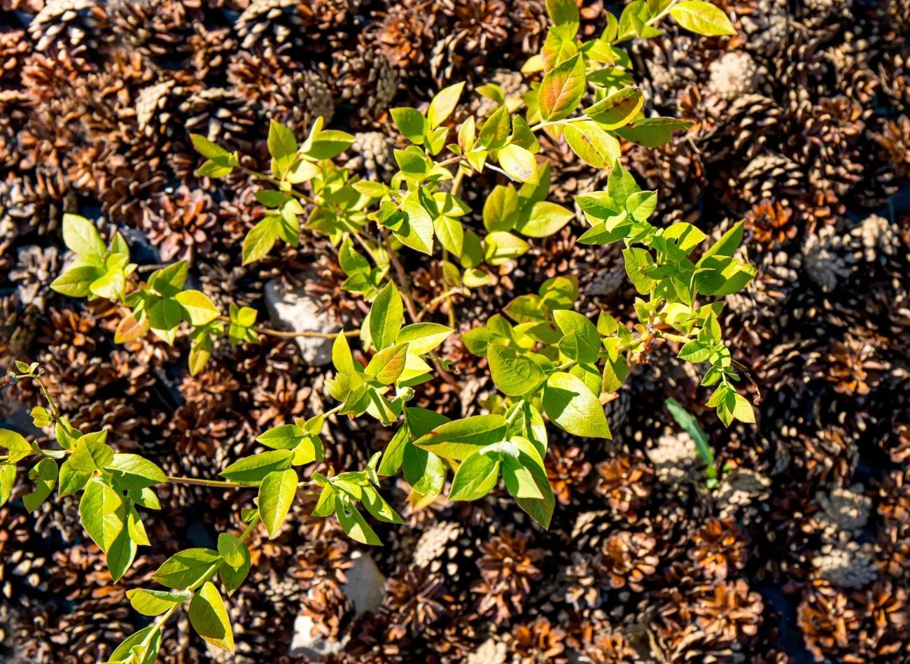 Szyszki sosnowe sprawdzają się nie tylko jako nawóz. Dla wielu roślin w ogodzie, m.in. borówki amerykańskiej, to pierwszorzędna ściółka.