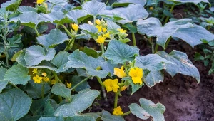 Ogórki gruntowe często padają ofiarą chorób grzybowych, bakteryjnych i wirusowych.