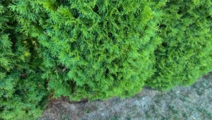 Dlaczego tuje żółkną i brązowieją? Żelatyna do podlewania tui