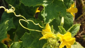 W jaki sposób zapylać ogórki w szklarni? Jest na to kilka sposobów.