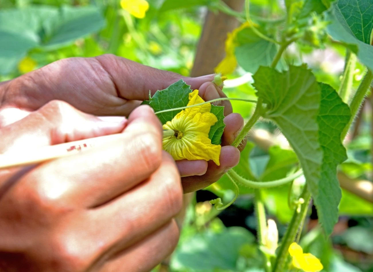 Warto nauczyć się rozróżniać kwiaty męskie i żeńskie ogórków, by móc je zapylać ręcznie.