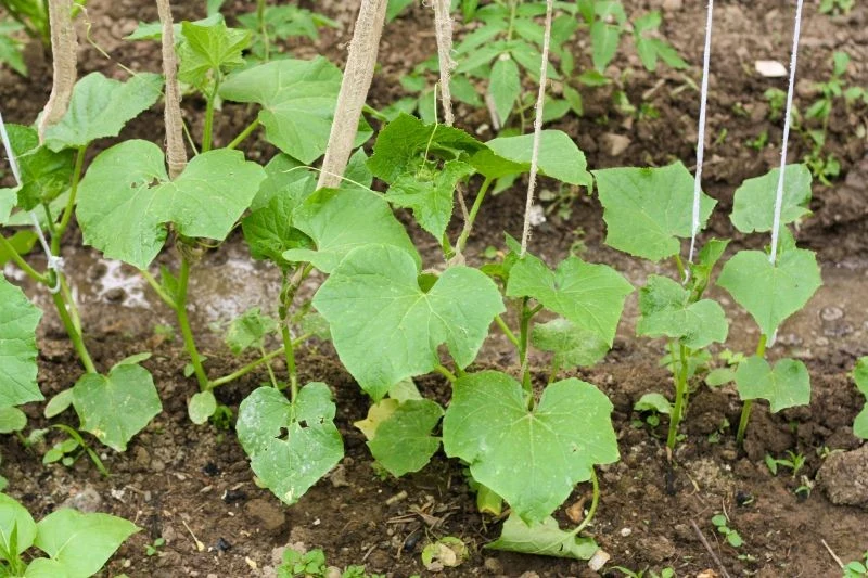 Domowe sposoby walki z chorobami ogórka działają najskuteczniej, gdy są stosowane profilaktycznie lub na pierwsze objawy