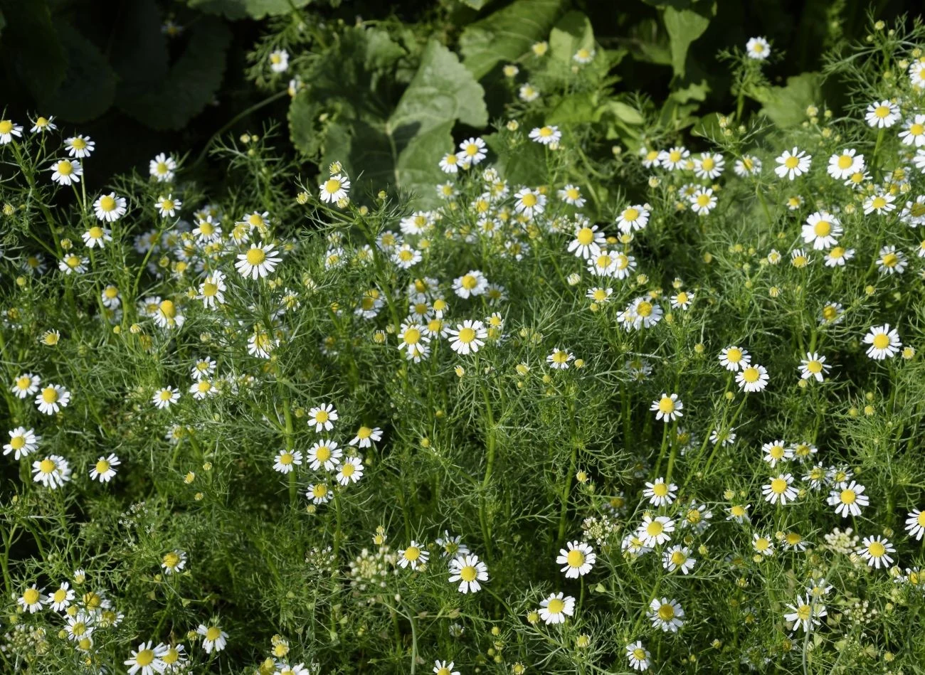 Rumianek pospolity można wykorzystać w ogrodzie na wiele sposobów.