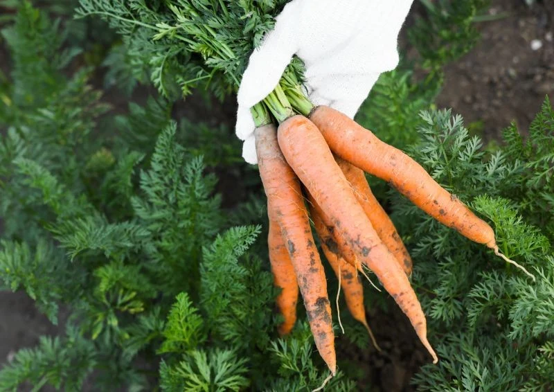 Zbieraj marchewki, gdy gleba jest jeszcze mokra.