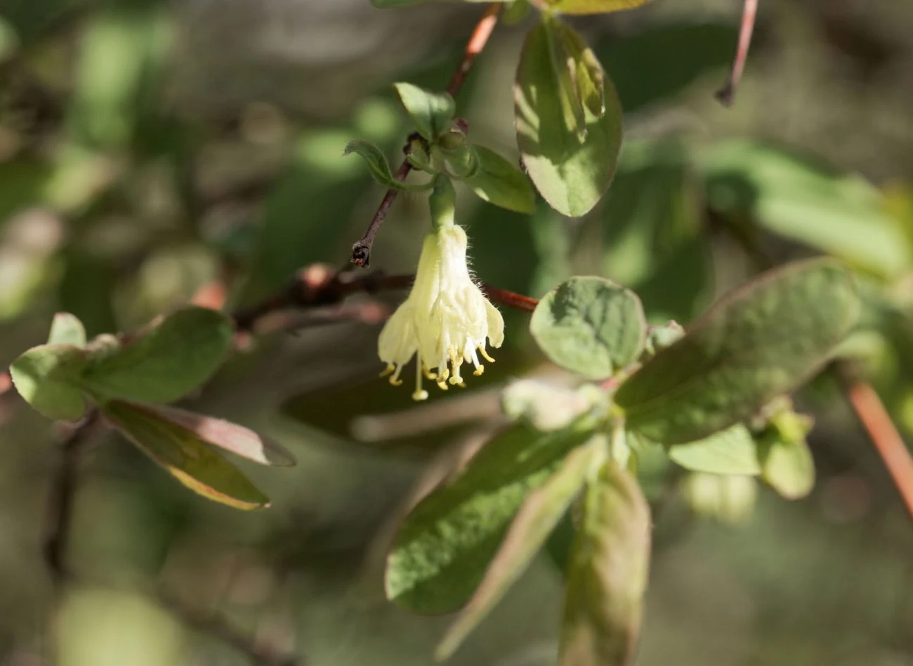 Jagoda kamczacka jest rośliną obcopylną – aby uzyskać obfite plony, posadź w ogrodzie co najmniej dwie różne odmiany kwitnące w tym samym czasie.