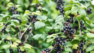 Krzew czarnej porzeczki wymaga innej techniki cięcia niż porzeczka czerwona.