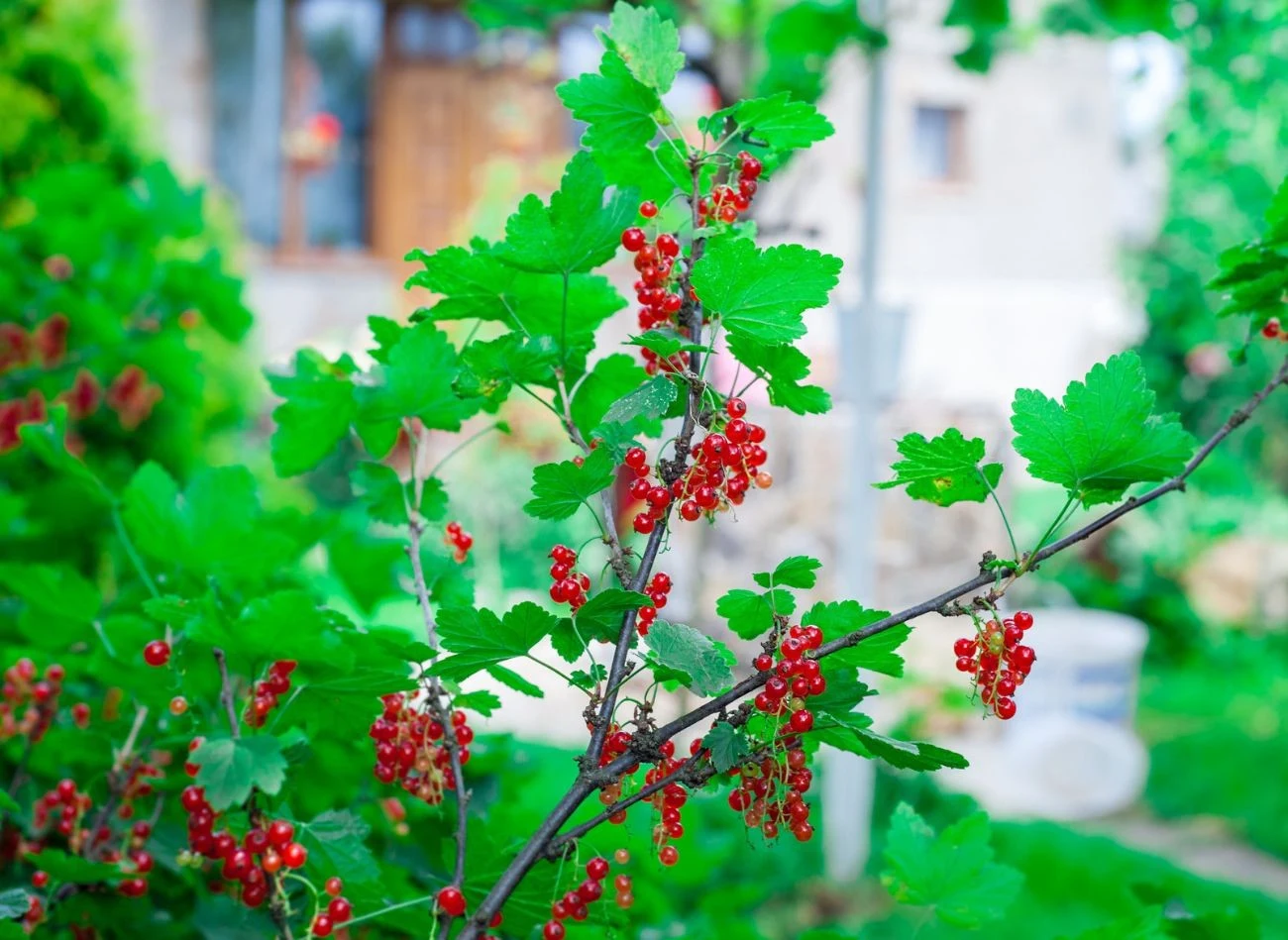 Czerwona porzeczka najlepiej owocuje na starszych, 2–3-letnich pędach, dlatego wymaga delikatniejszego cięcia