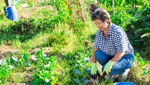 Co siać po zbiorach warzyw? Gatunki na poplon, które użyźnią glebę
