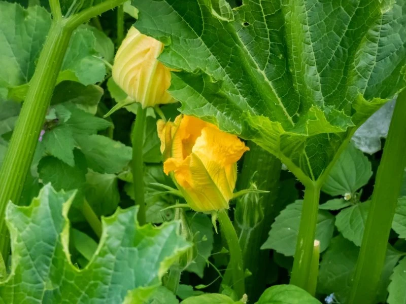 Problem z zapyleniem jest jedną z przyczyn braku owoców u cukinii