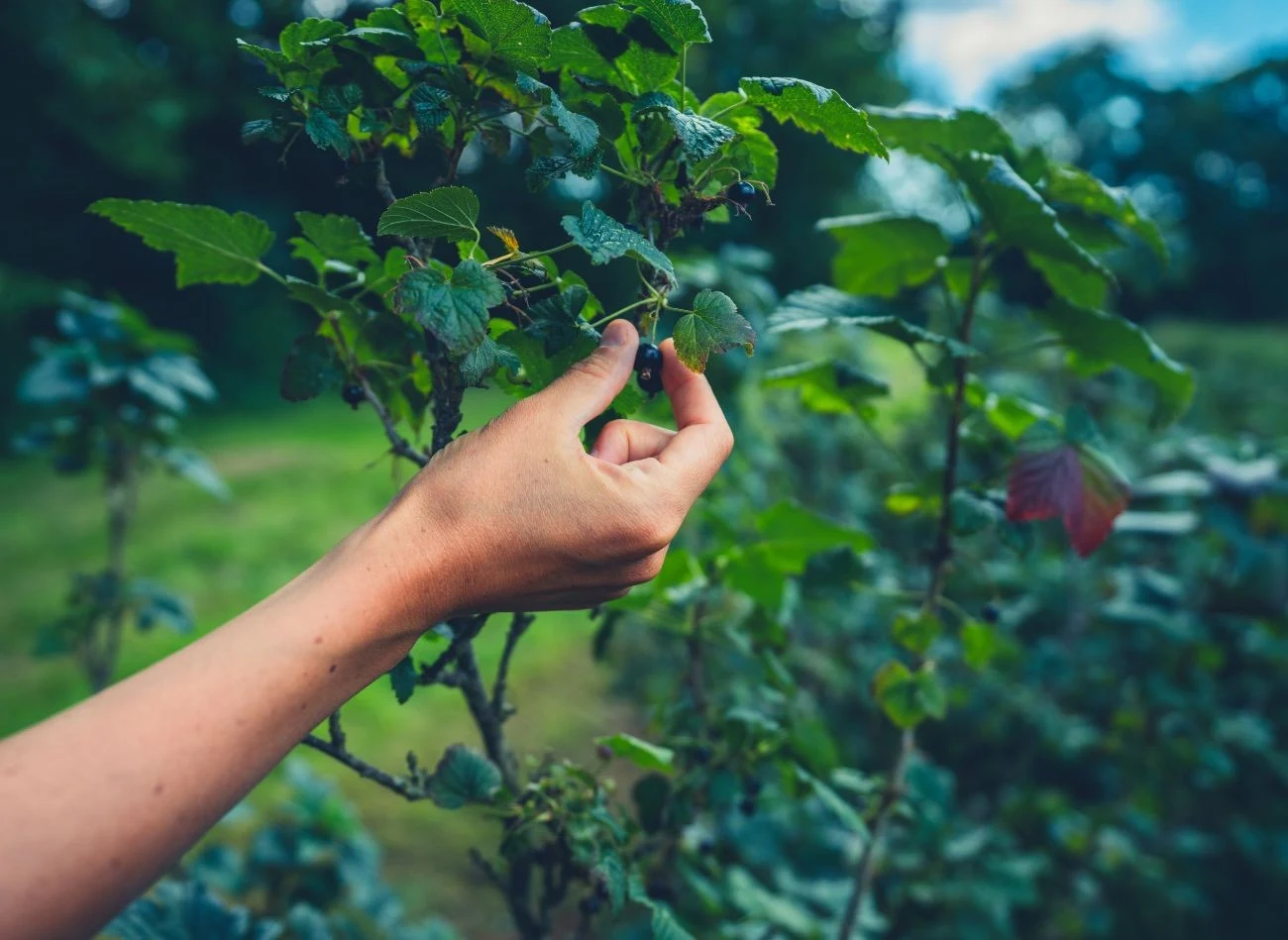 Po letnim przycięciu porzeczek warto zastosować nawóz z potasowy na wzmocnienie.