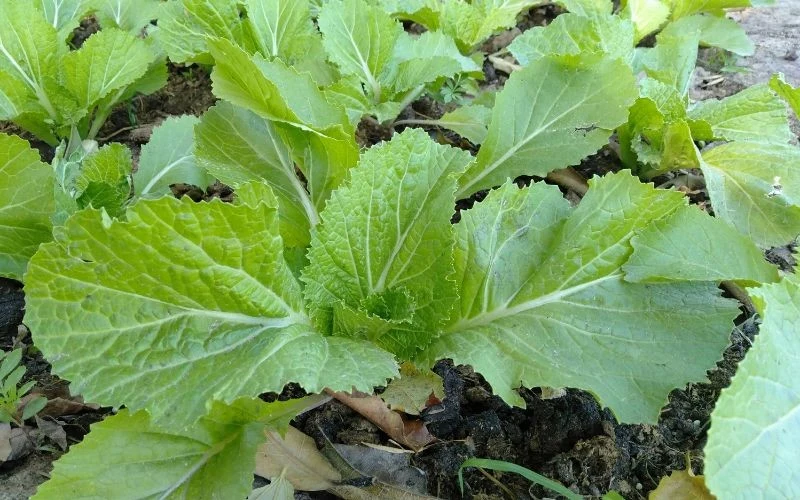 Gorczyca to jeden z gatunków najchętniej wybieranych na poplon