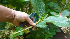 Na sadzonki najlepiej wybrać silne, ale niekwitnące wierzchołkowe pędy hortensji.