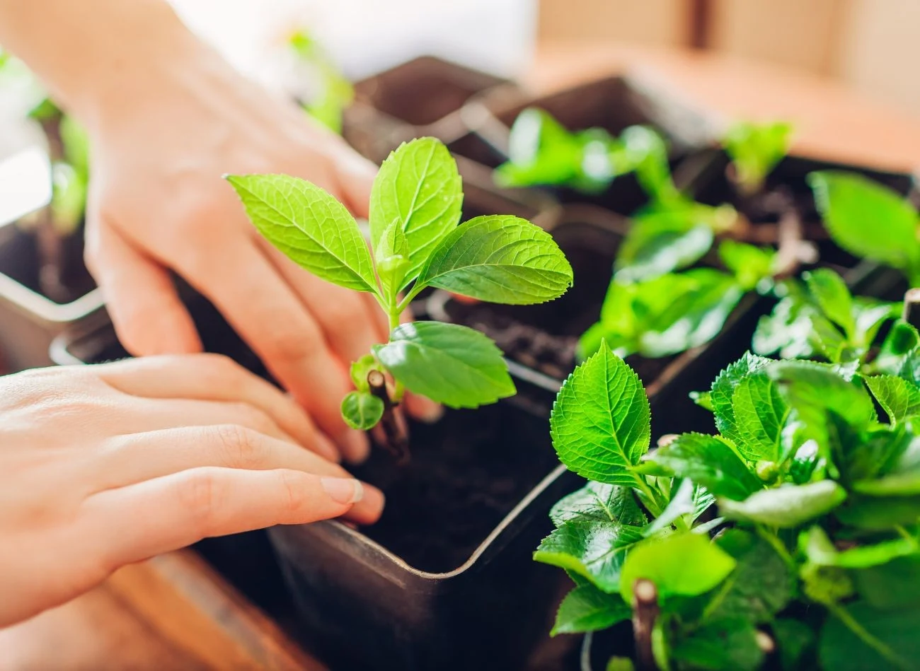 Pojemniki na sadzonki hortensji najlepiej jest wypełnić mieszanką torfu i piasku w proporcjach 2:1.