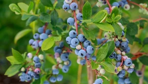 Co zrobić, by owoce borówki amerykańskiej były słodkie i soczyste?