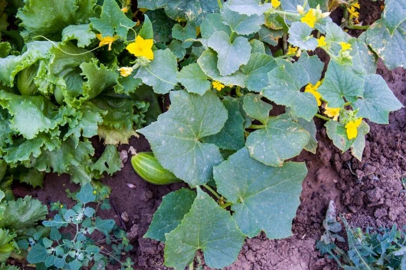 Krzywe, gruszkowate ogórki na krzewie zazwyczaj wskazują na niedobór potasu w roślinie