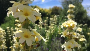 Miecznica szerokolistna to wieloletnia bylina odporna na susze.