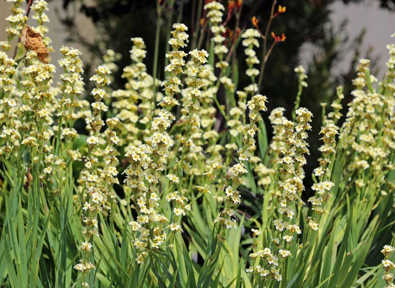 Miecznica szerokolistna najlepiej rośnie w słońcu, ale toleruje również półcień.