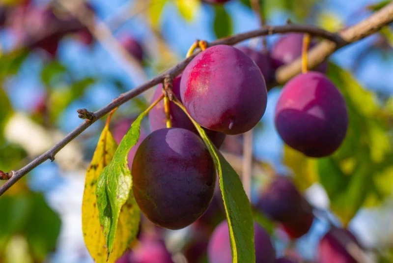 Niezwykle ważne jest regularne zbieranie dojrzałych owoców z drzewa, aby nie dopuścić do ich gnicia.