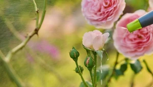 Mszyce potrafią skutecznie zniszczyć krzewy róż. Zrób oprysk, który nie zawiera chemii i szybko działa.