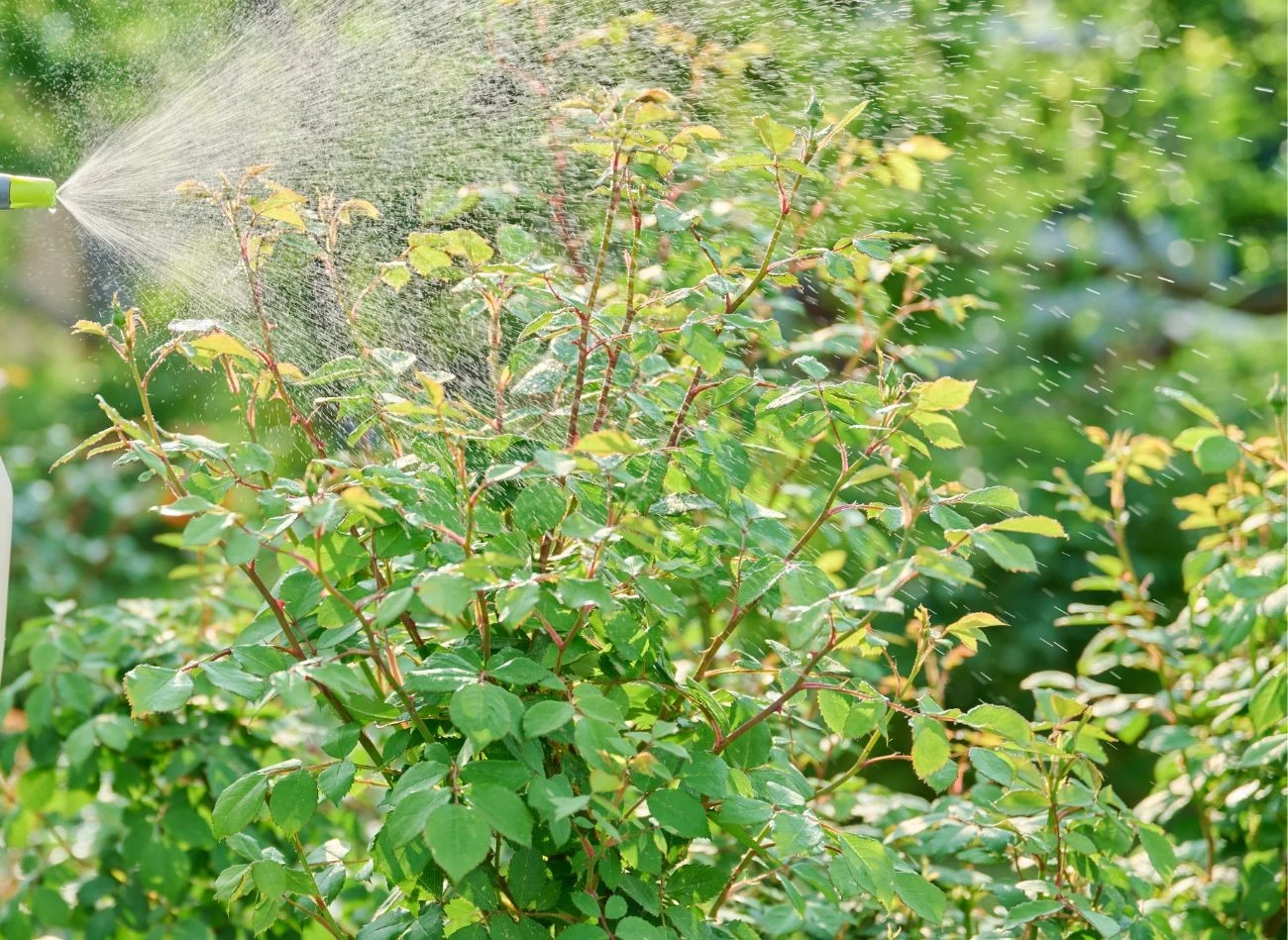 Oprysk z liści rabarbaru odstrasza mszyce, ale nie biedronki czy bzygi, czyli naturalnych wrogów mszyc.