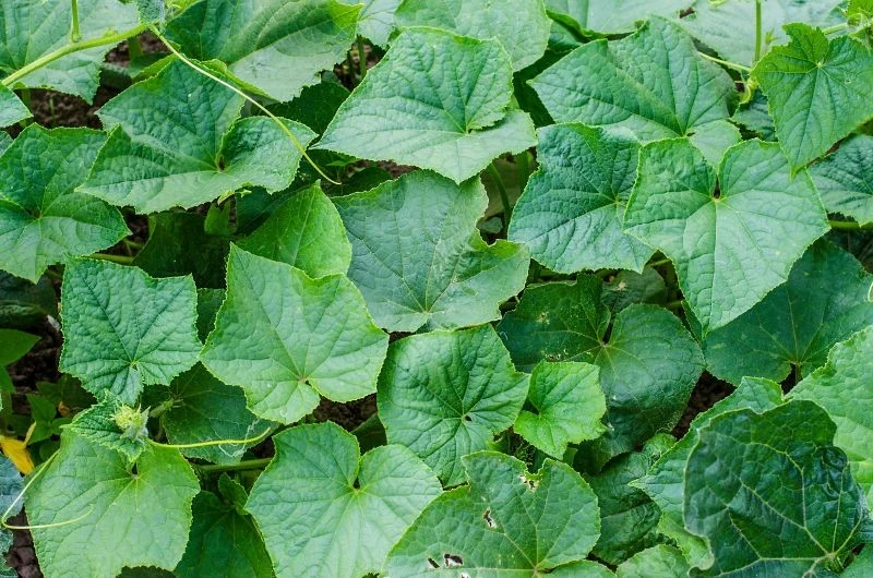 Przędziorka chmielowca można się pozbyć z ogórków domowym sposobem