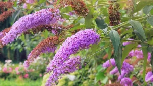 Jak przycinać budleję Dawida latem?