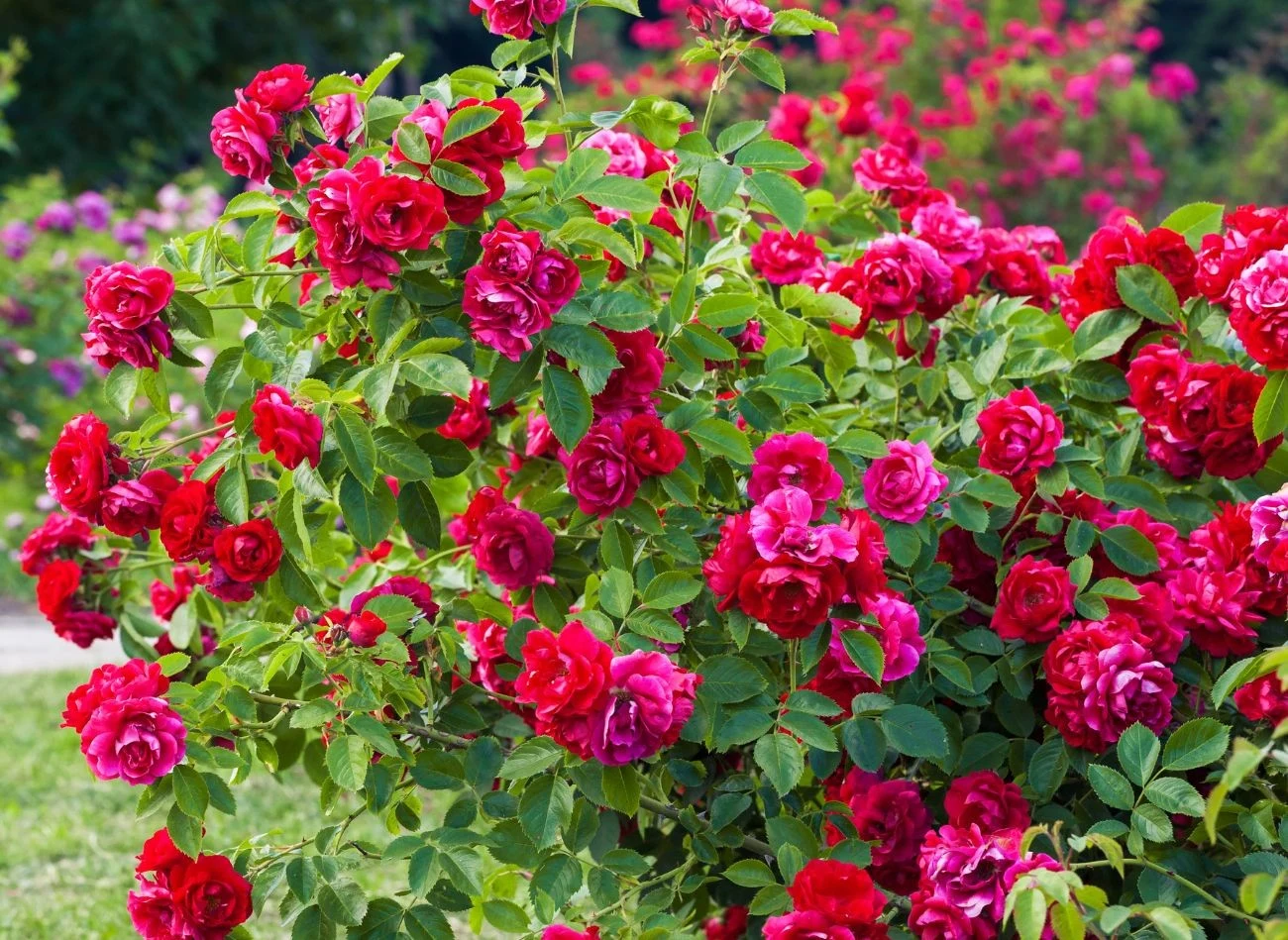 W walce z chlorozą liści ważne jest utrzymanie lekko kwaśnego pH podłoża