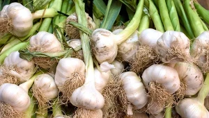Czosnek najlepiej zbierać w suchy, słoneczny dzień. W jaki sposób go suszyć, żeby nie gnił?