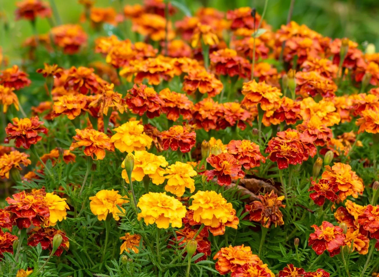 Kwiaty aksamitki ( ) wytrzymują pierwsze przymrozki i często pozostają w dobrej kondycji, gdy inne gatunki zostały zniszczone przez zimno.