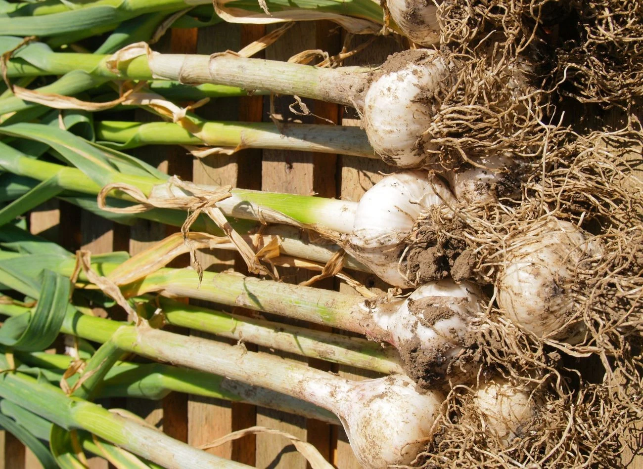 W trakcie suszenia nie należy usuwać ziemi i pędów z czosnku.