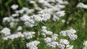 Ten kwiat wysiej w styczniu. Pszczoły ucieszą się na wiosnę