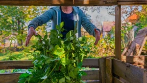 Posiadanie kompostownika to wiele korzyści. Jak właściwie kompostować odpady zielone?