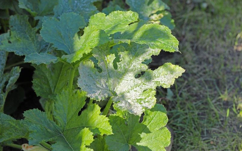 Mączniak prawdziwy cukinii rozwija się najlepiej podczas gorącej i suchej pogody