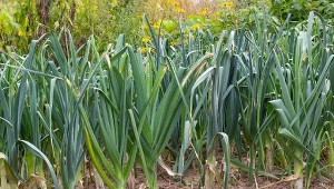 Poznaj 4 najważniejsze zasady pielęgnacji pora latem.