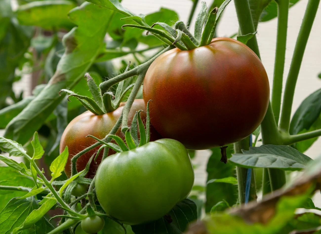 Przed wykonaniem oprysku na zarazę ziemniaczaną pomidorów, warto przeprowadzić jego próbę na małym fragmencie rośliny