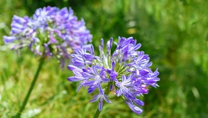 Agapant kwitnie w lipcu i sierpniu. Jego kwiaty są wybarwione na biało, niebiesko lub fioletowo.