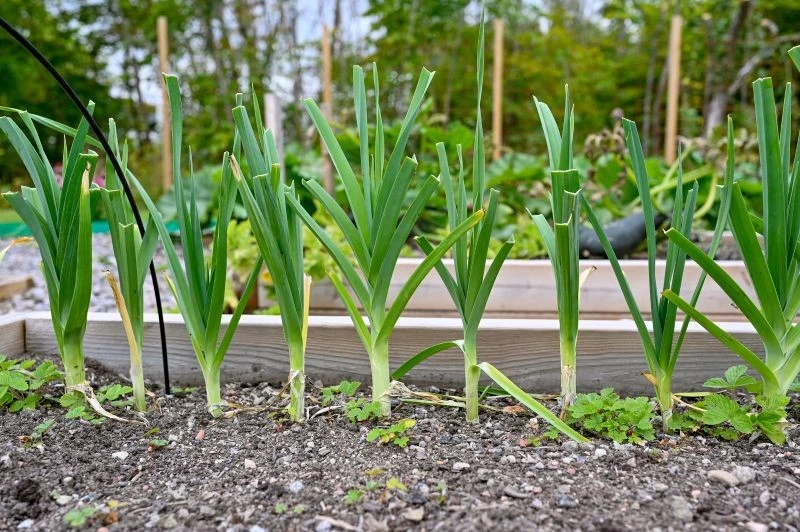Jakie są częste błędy w uprawie pora