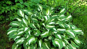 Odporne funkie - 8 odmian, których ślimaki nie jedzą