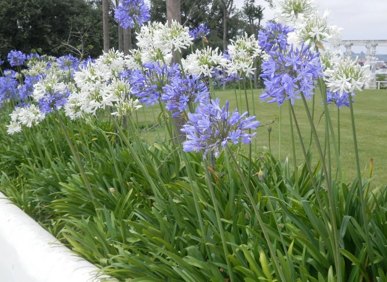 Agapant jest rośliną dość wymagającą pod względem składników pokarmowych.