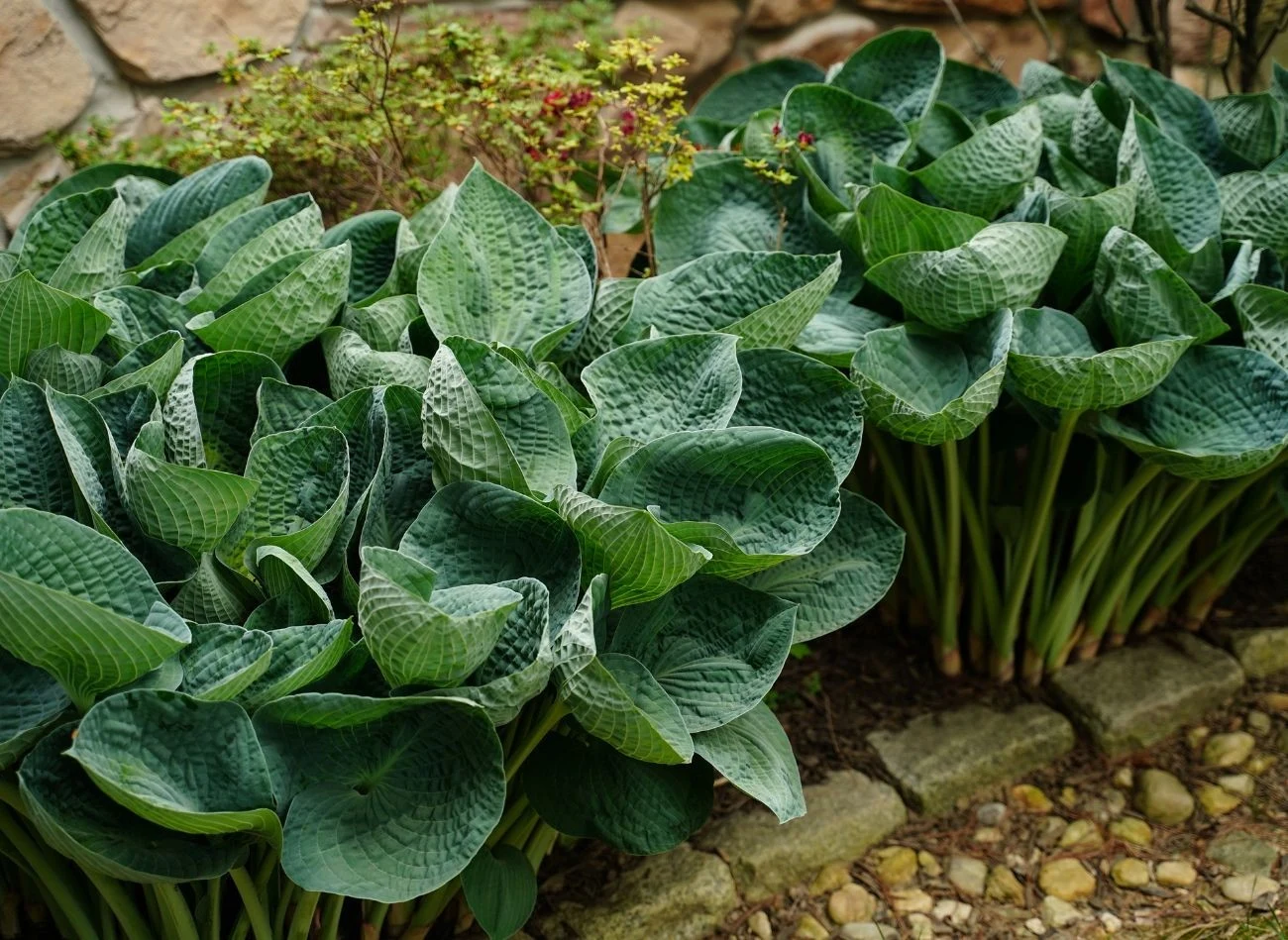 Ochrona funkii przed ślimakami wymaga zintegrowanego podejścia. Warto połączyć metody prewencyjne, interwencyjne i naturalne.