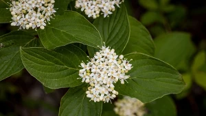Dereń czerwony to nazwa zwyczajowa używana najczęściej dla dwóch gatunków krzewów ozdobnych: derenia białego i świdwa.