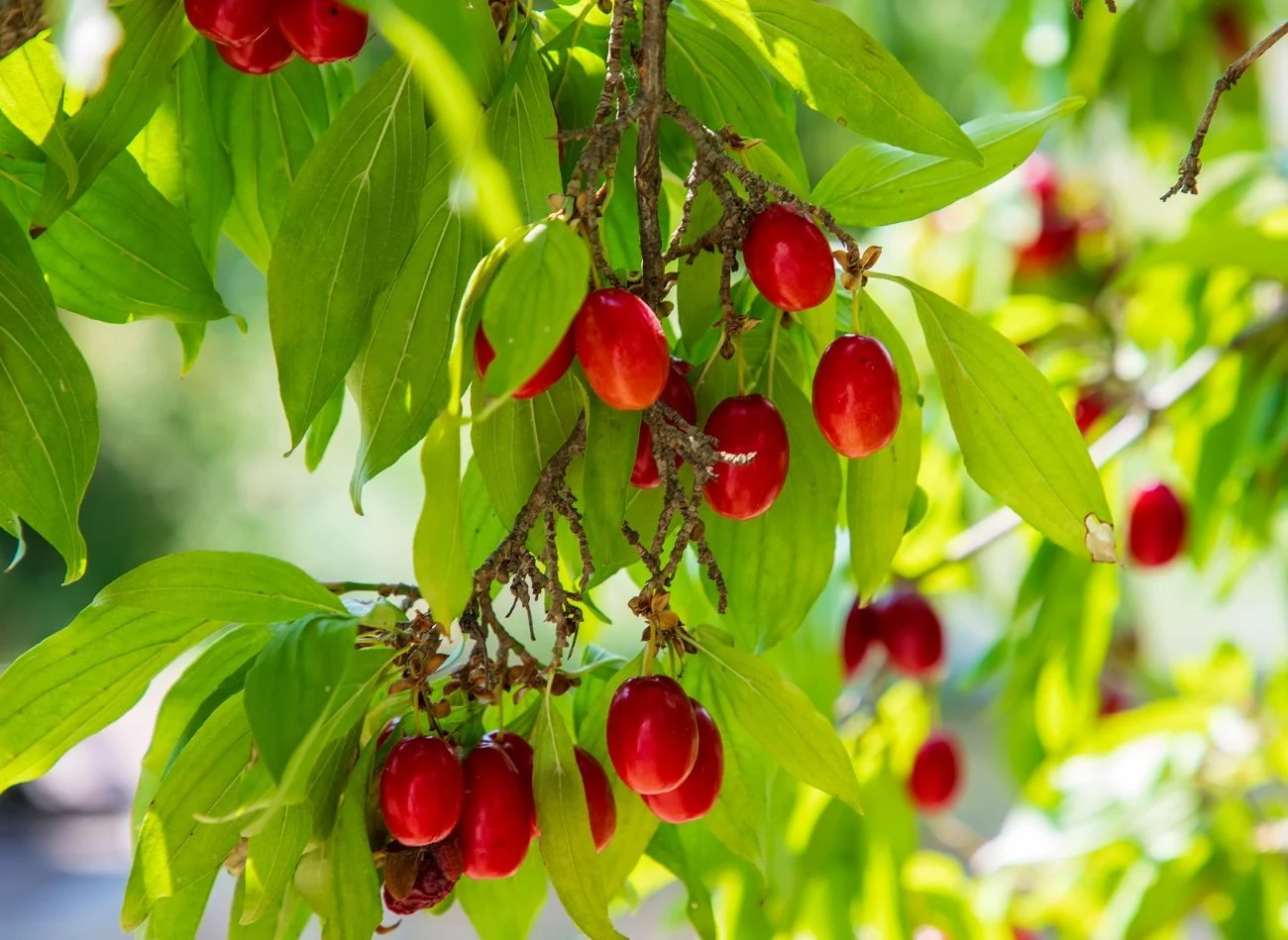 Owoce derenia jadalnego