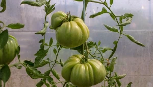 Wyjaśniamy, czego potrzebują pomidory latem.