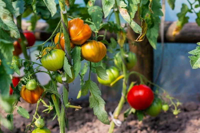 Dzięki naturalnym odżywkom fosforowo-potasowym będziemy mieć więcej rumianych i smacznych pomidorów